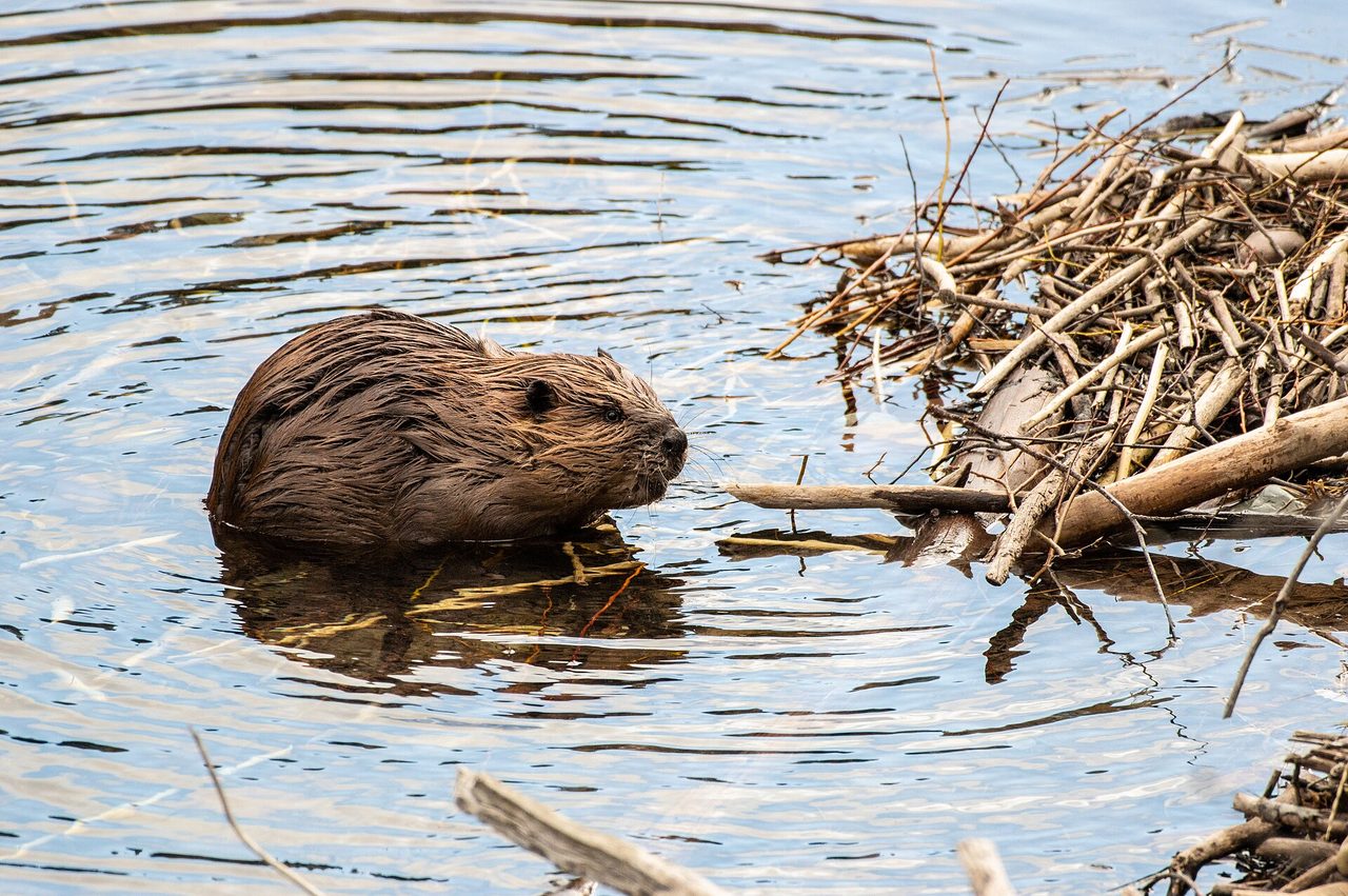 A North American beaver (Castor canadensis) sitting in shallow water beside a pile of sticks and branches that form part of its dam, photographed in the wild
