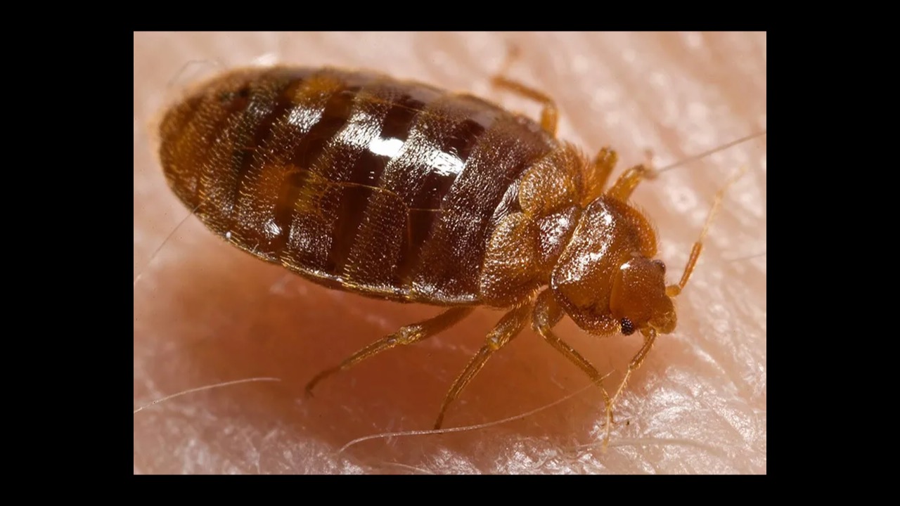 Bed bug on mattress seam beside a penny for scale