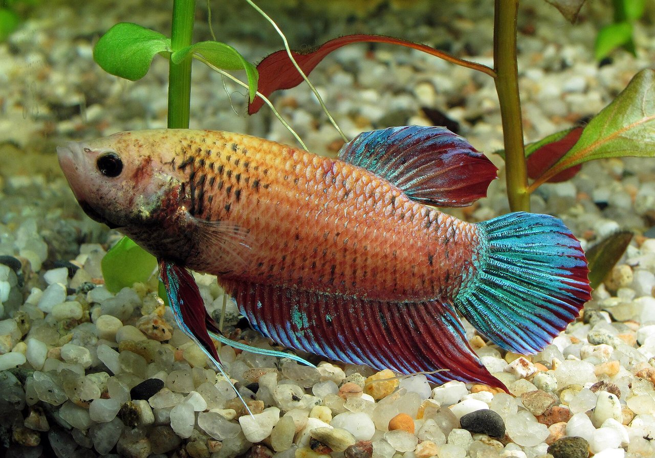 A male Betta splendens with flowing red and blue fins displayed in a heated, planted aquarium — not a flower vase.
