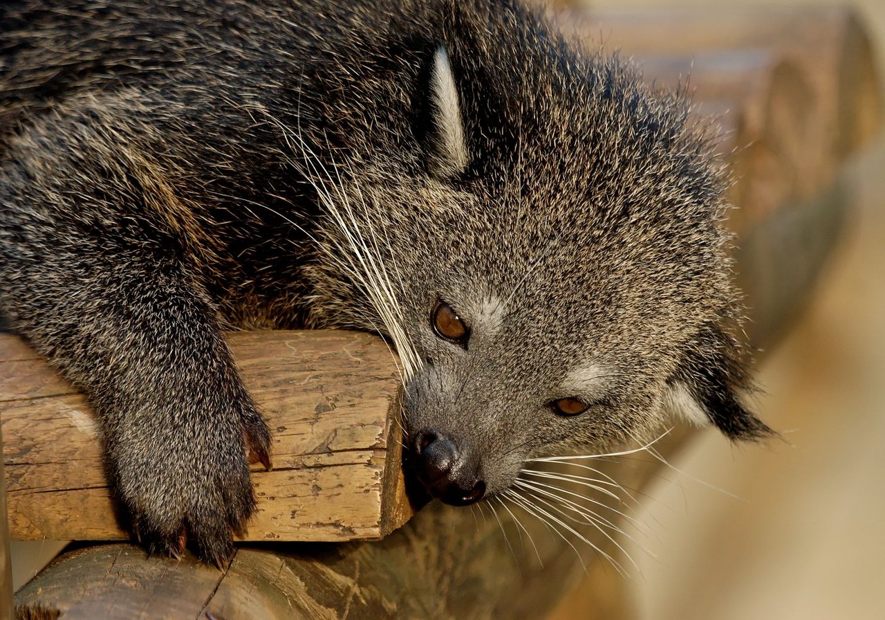 A binturong with shaggy black fur and a prehensile tail draped over a branch in tropical Asian rainforest canopy.