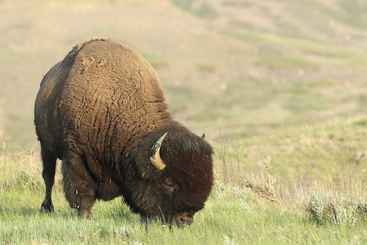An American bison grazing on open prairie grassland, its massive dark-brown hump and thick woolly coat clearly visible as it lowers its head to feed on green grass and sagebrush