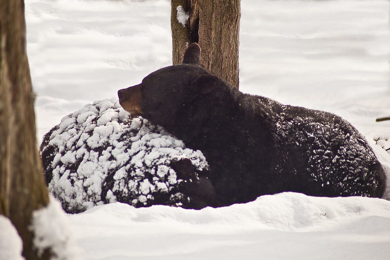 An American black bear (Ursus americanus) resting in deep snow between tree trunks in a winter forest in West Virginia, its dark fur dusted with snowflakes