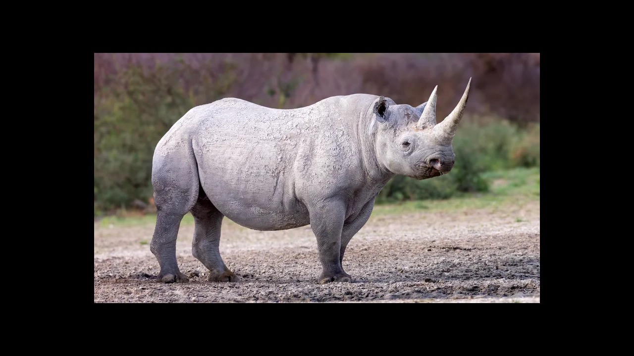 Black rhinoceros with hooked lip browsing on acacia scrub