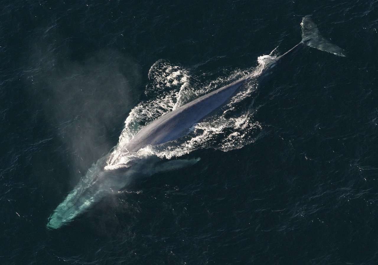 Blue whale — largest mammal, resting and feeding in open ocean