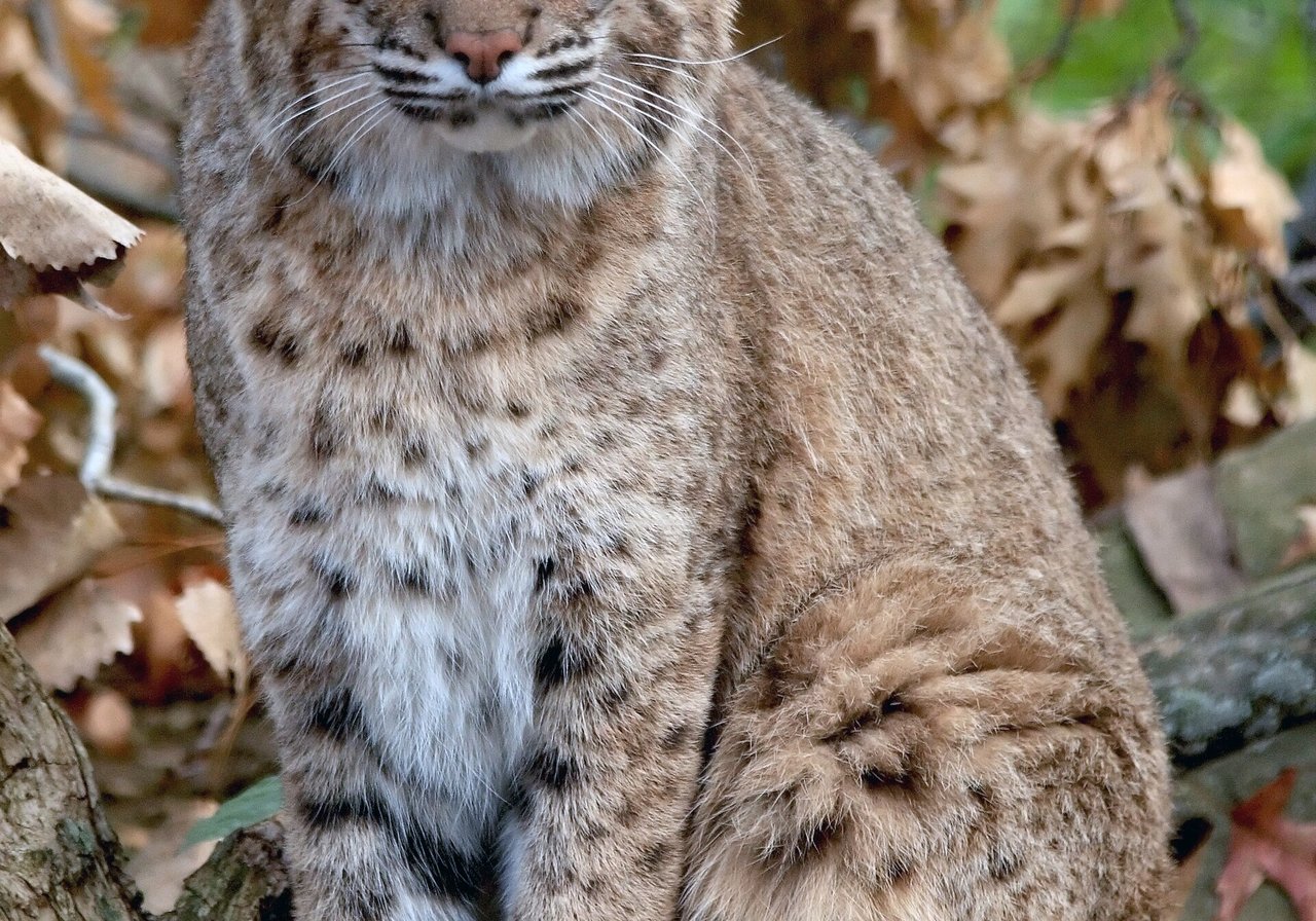 A bobcat with tufted ears and spotted tawny fur crouching in dry scrubland, its short bobbed tail visible behind it.