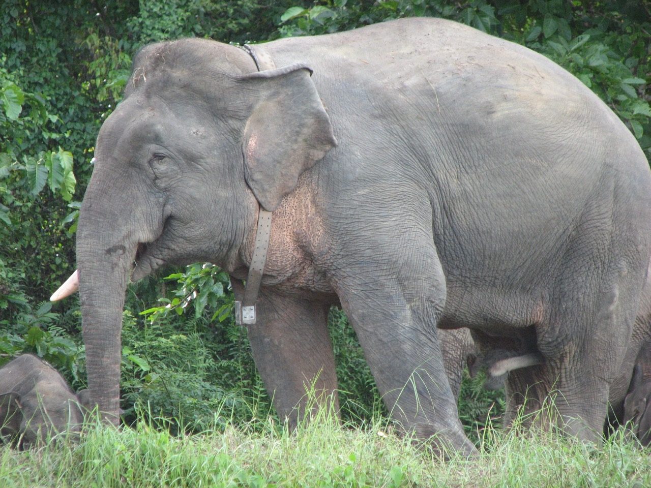 A small, round-bellied Borneo pygmy elephant with oversized ears and a long tail standing in a riverside rainforest clearing in Sabah, Malaysian Borneo, with a calf beside it.