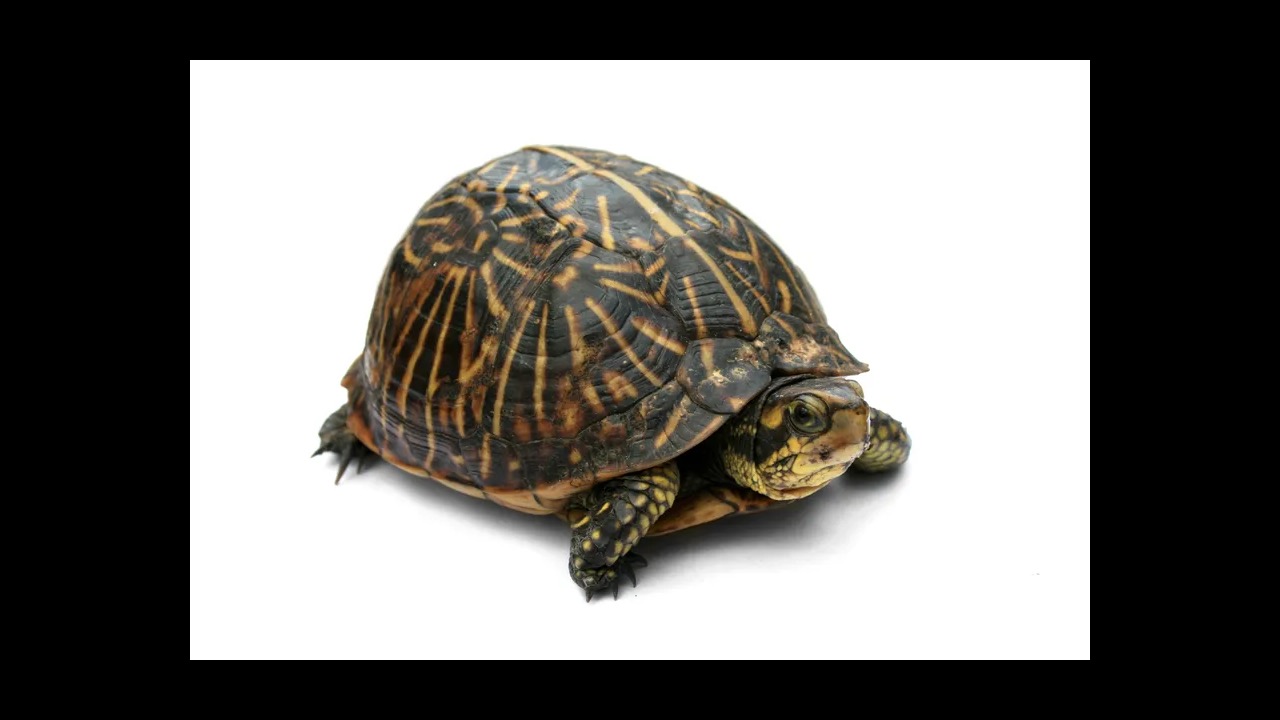 Eastern box turtle with domed shell