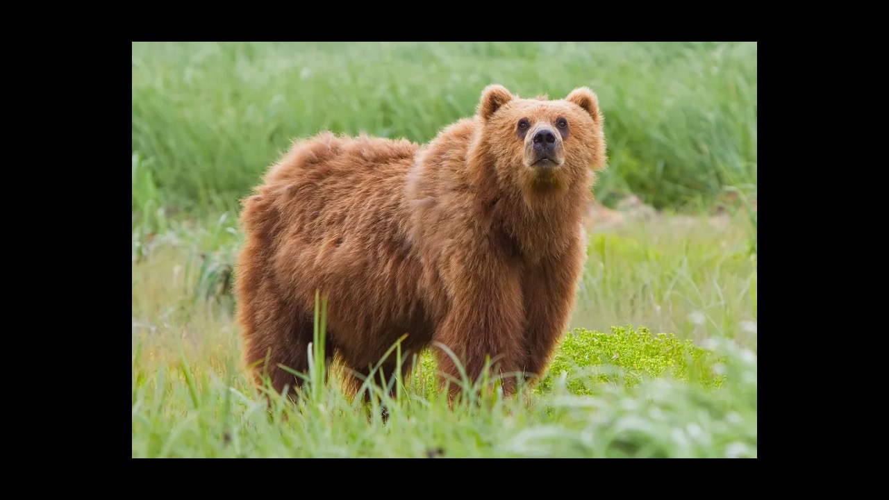 Brown bear standing in a mountain meadow with forest behind