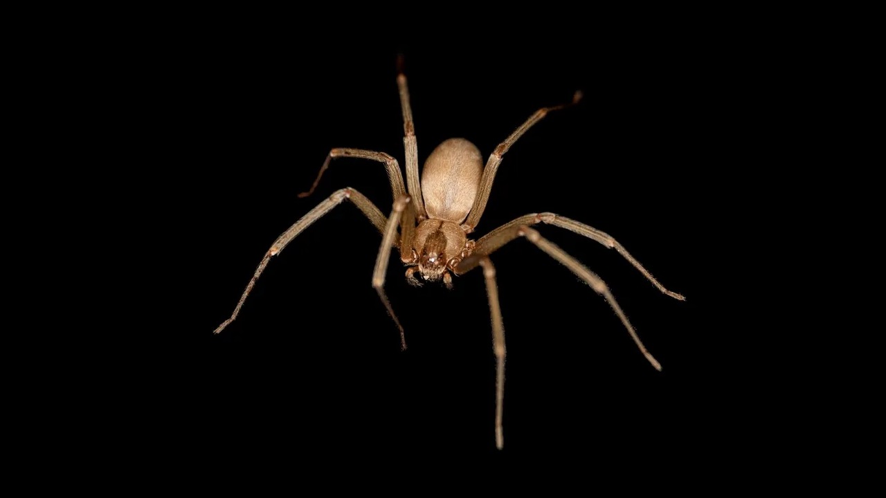 Brown recluse spider showing violin marking on cephalothorax