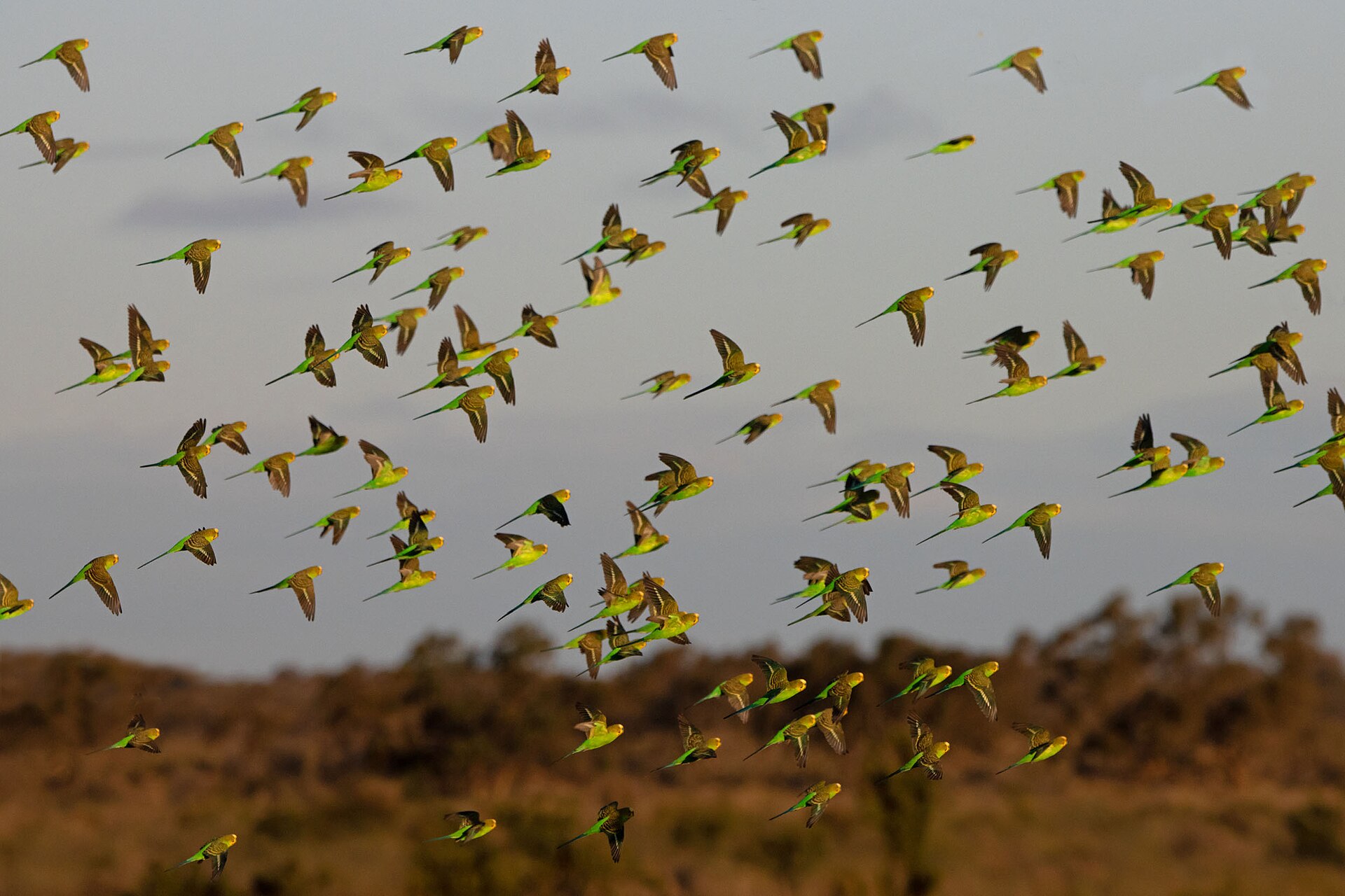 A large wild flock of budgerigars (Melopsittacus undulatus) in flight over the Australian outback, their green and yellow plumage bright against a dusk sky.