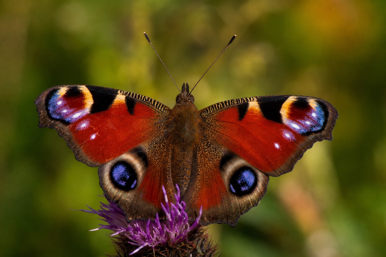 Peacock butterfly with maroon wings and blue eyespots on a thistle