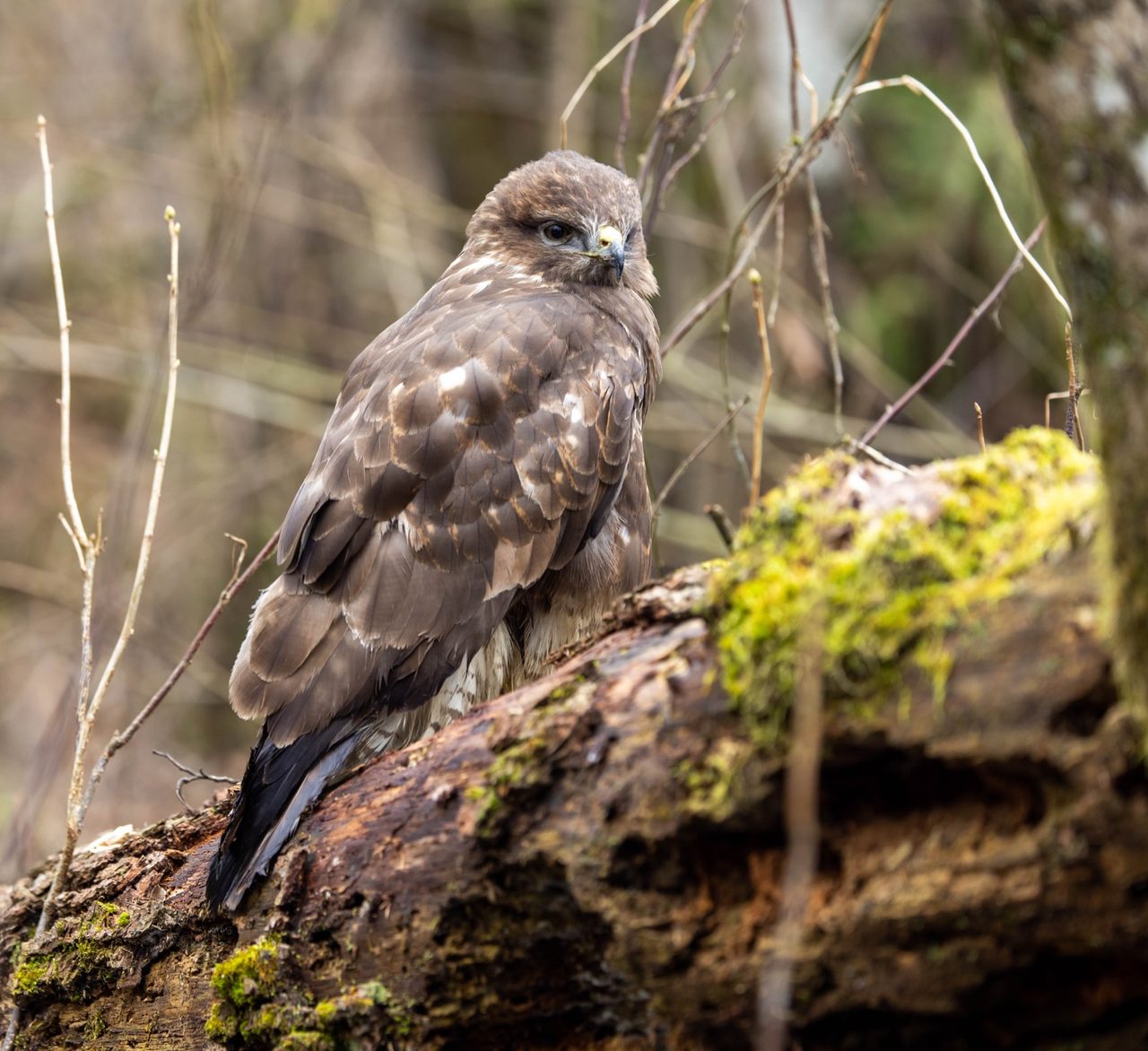 A common buzzard perched on a fence post, showing its broad body, brown plumage with a pale chest band, hooked yellow-and-grey beak and piercing dark eye, against a soft green countryside background.