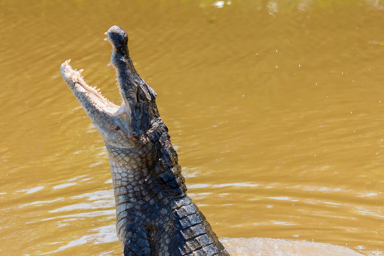 A spectacled caiman (Caiman crocodilus) lunges upward out of murky brown water with its jaws open wide, displaying rows of teeth and its distinctive scaly hide.