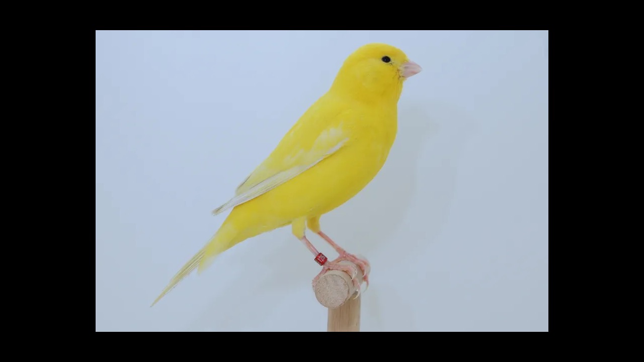 Yellow canary perched on a cage bar singing