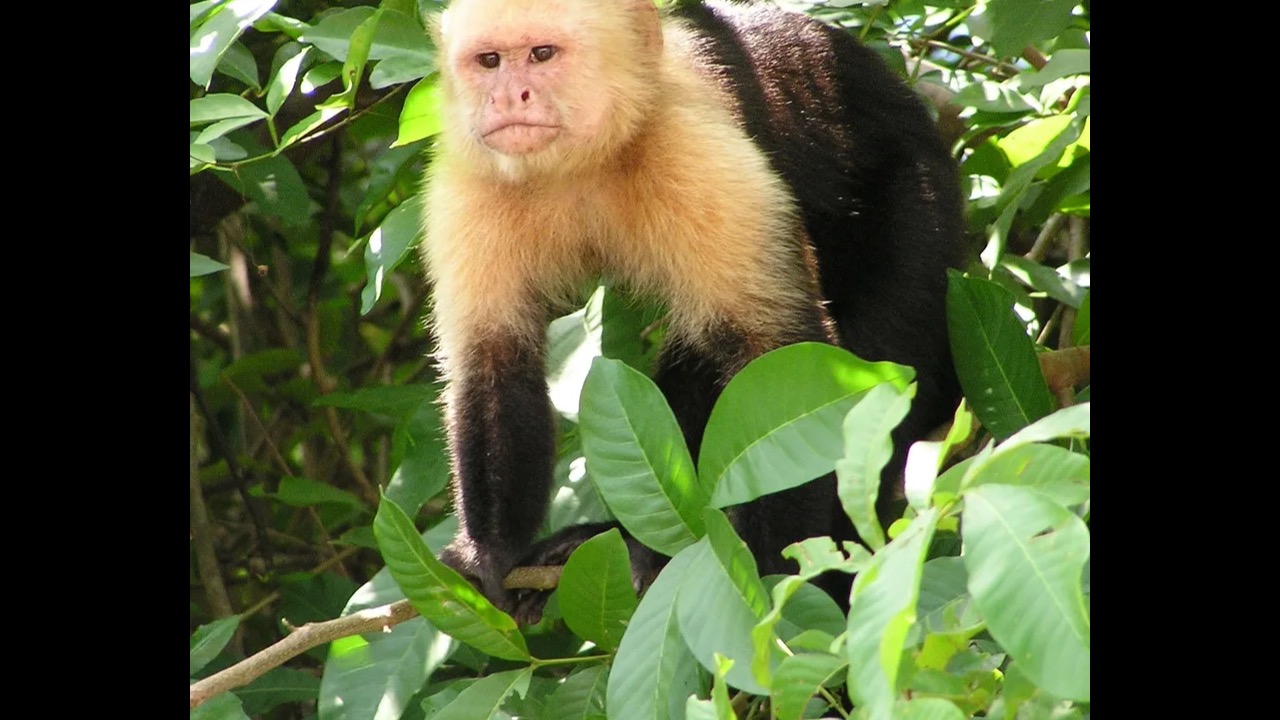 Capuchin monkey in tropical forest