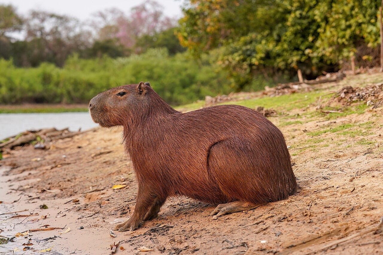 A capybara, the world's largest rodent, resting at the edge of a tropical wetland in South America, its barrel-shaped brown body, blunt squared muzzle, small ears and partially webbed feet visible as it sits half-submerged among floating vegetation.