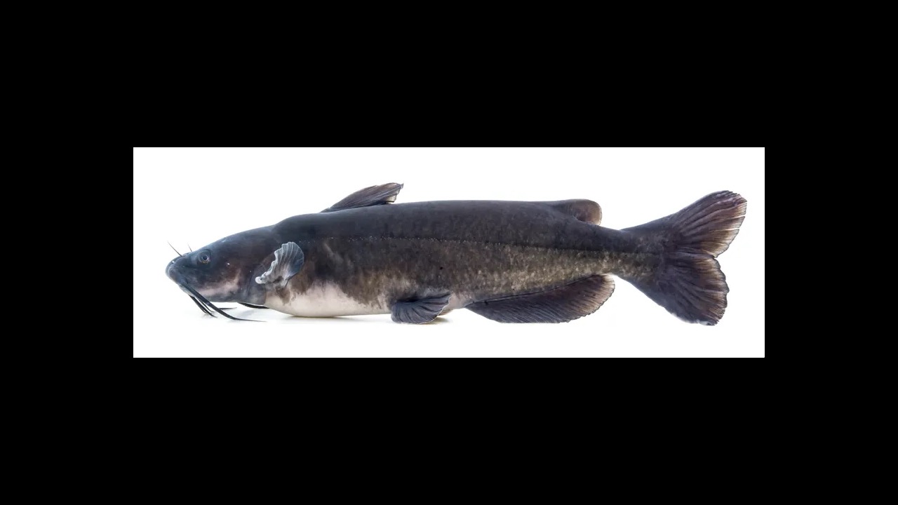 Channel catfish with barbels near river bottom