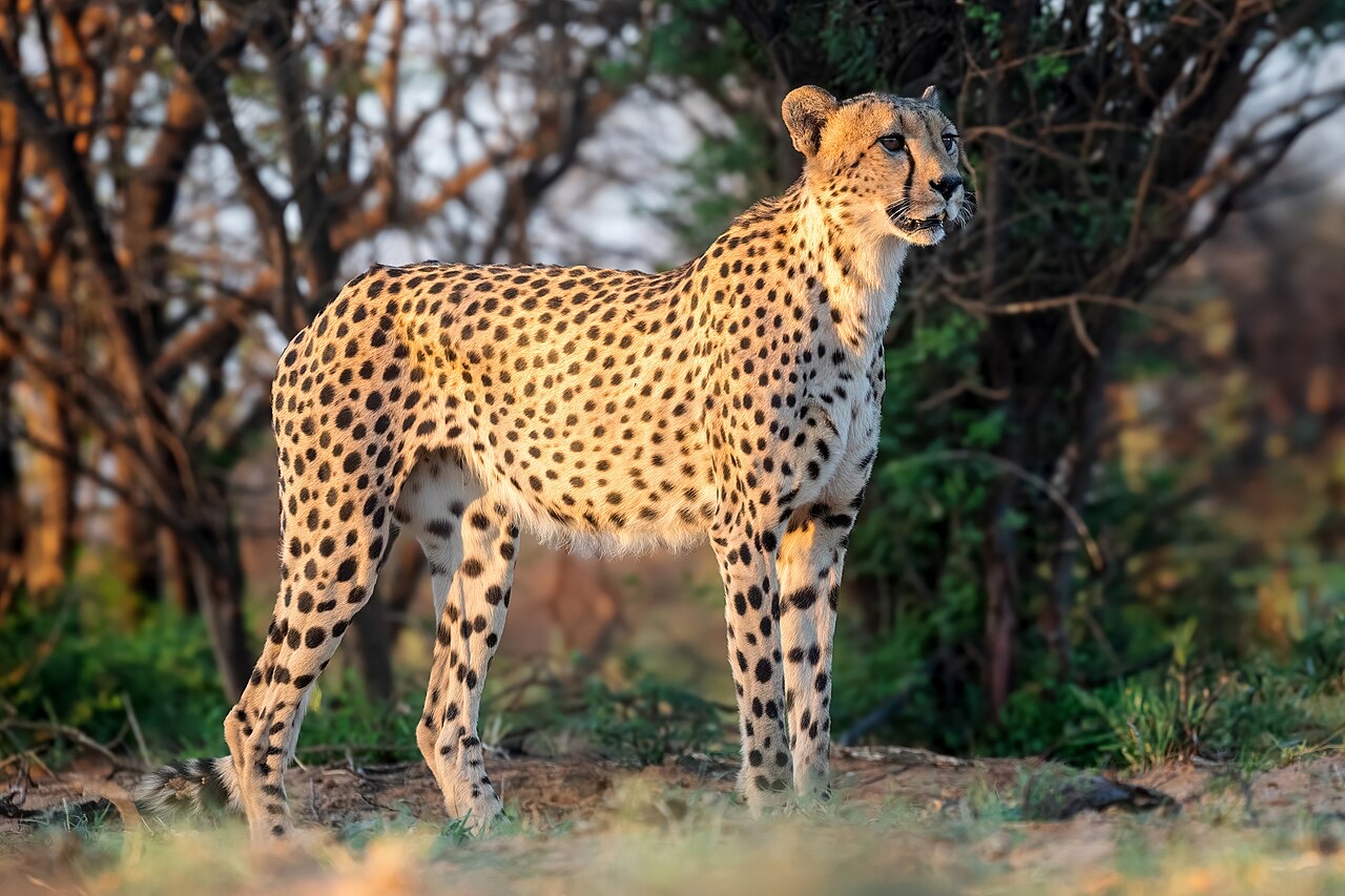 Cheetah sprint — fastest land animal at roughly 110 km/h