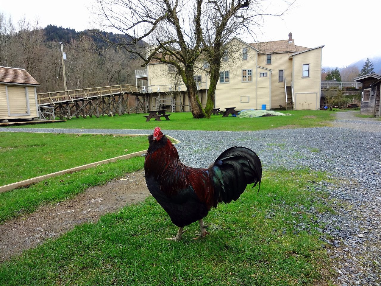 A black and red domestic rooster (Gallus gallus domesticus) stands alert on open green grass in a farmyard, with historic farm buildings and forested hills visible in the background.