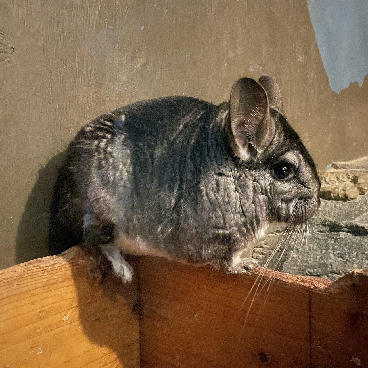 A grey long-tailed chinchilla (Chinchilla lanigera) perched on a wooden ledge, showing its characteristic large rounded ears, dense soft fur, and bushy tail