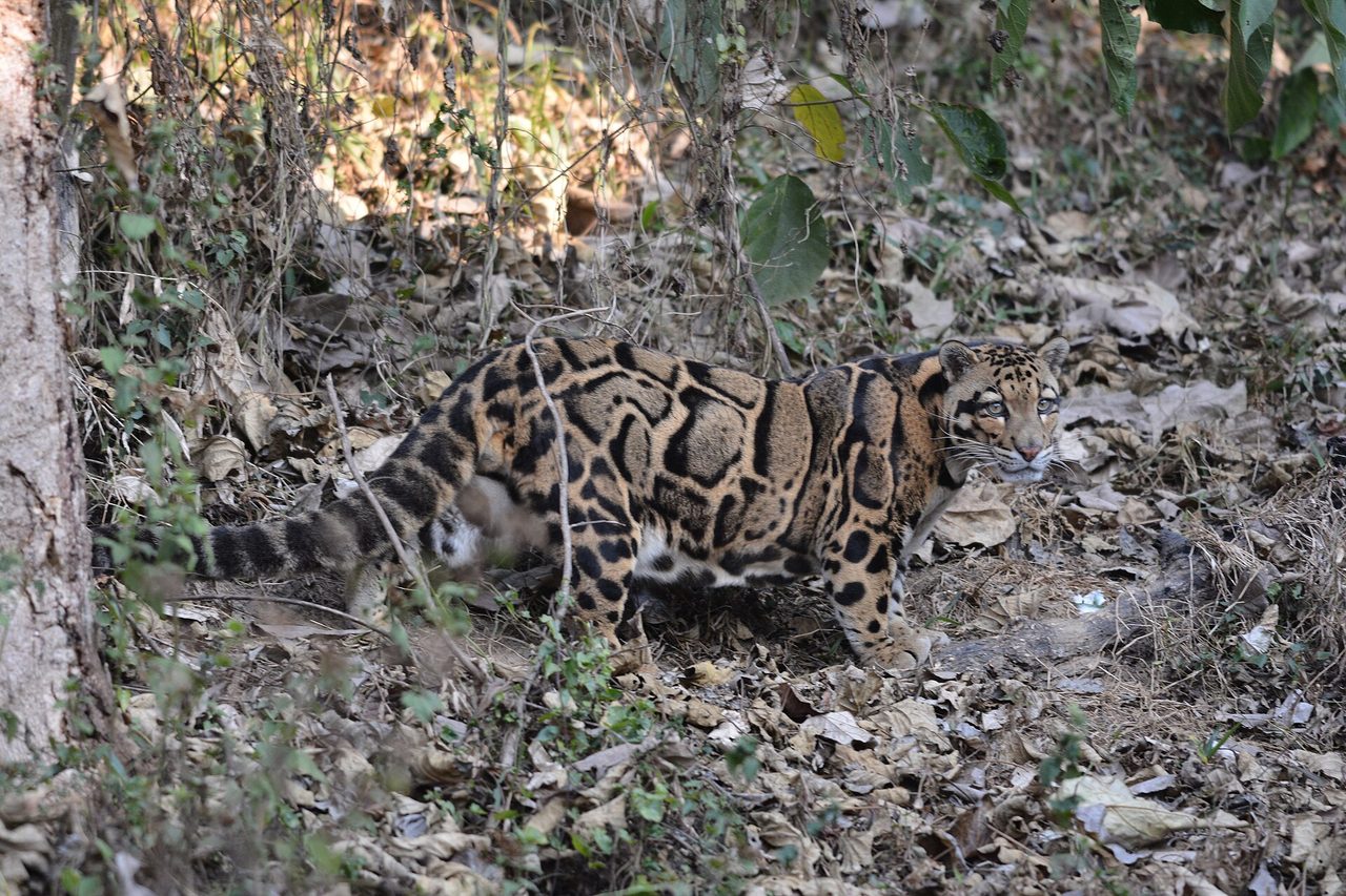 A clouded leopard (Neofelis nebulosa) crouching low among dry leaf litter and tree roots in a forest, its tawny coat with distinctive large dark cloud-shaped blotches clearly visible along the flanks and back