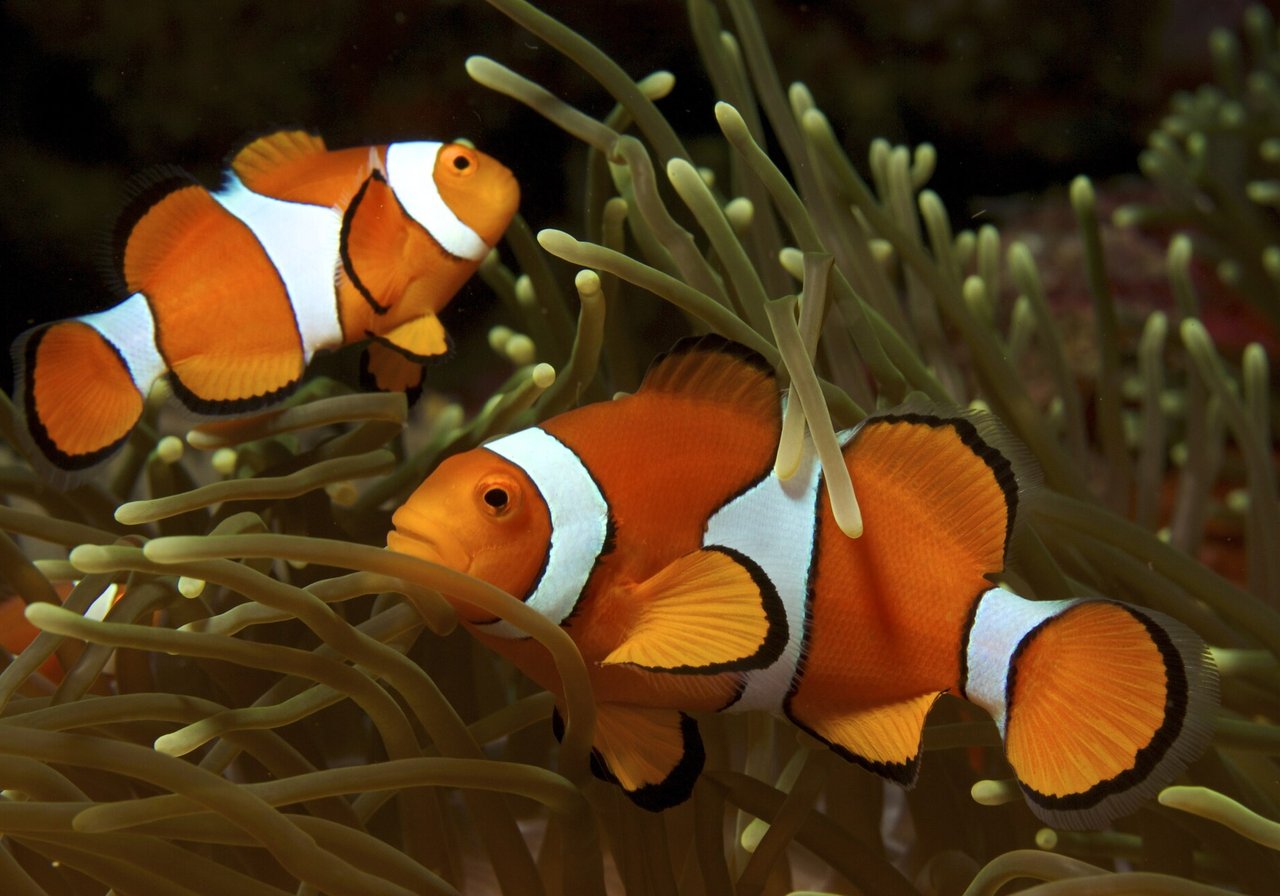 An ocellaris clownfish with bright orange body and three white bands nestled among the tentacles of a host sea anemone on a coral reef.