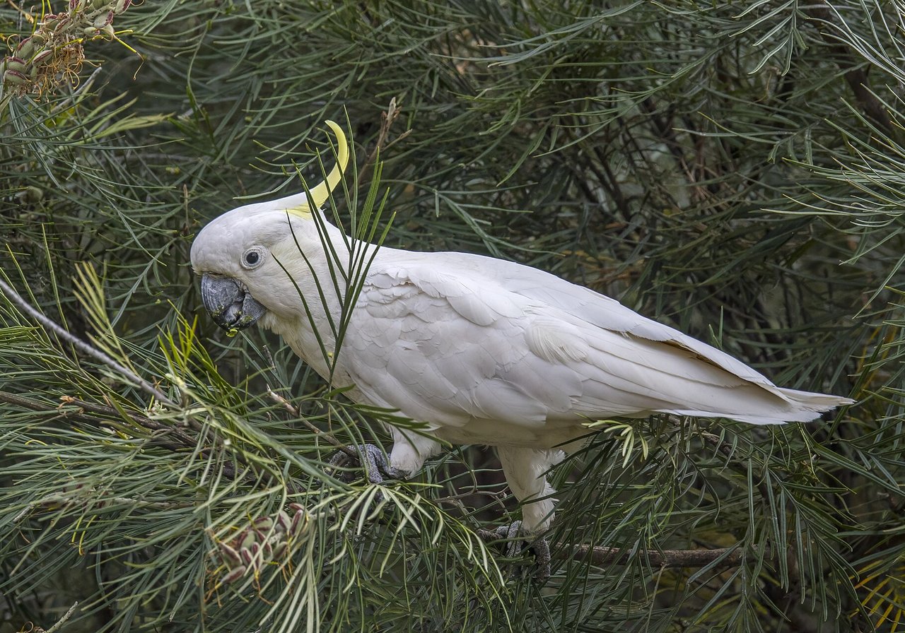 A sulphur-crested cockatoo with raised yellow crest and white plumage perched on a tree limb.