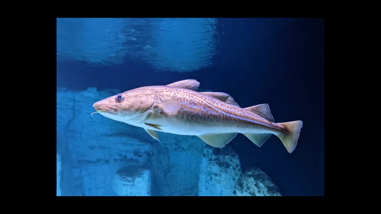 Atlantic cod with barbel on chin over sandy seabed