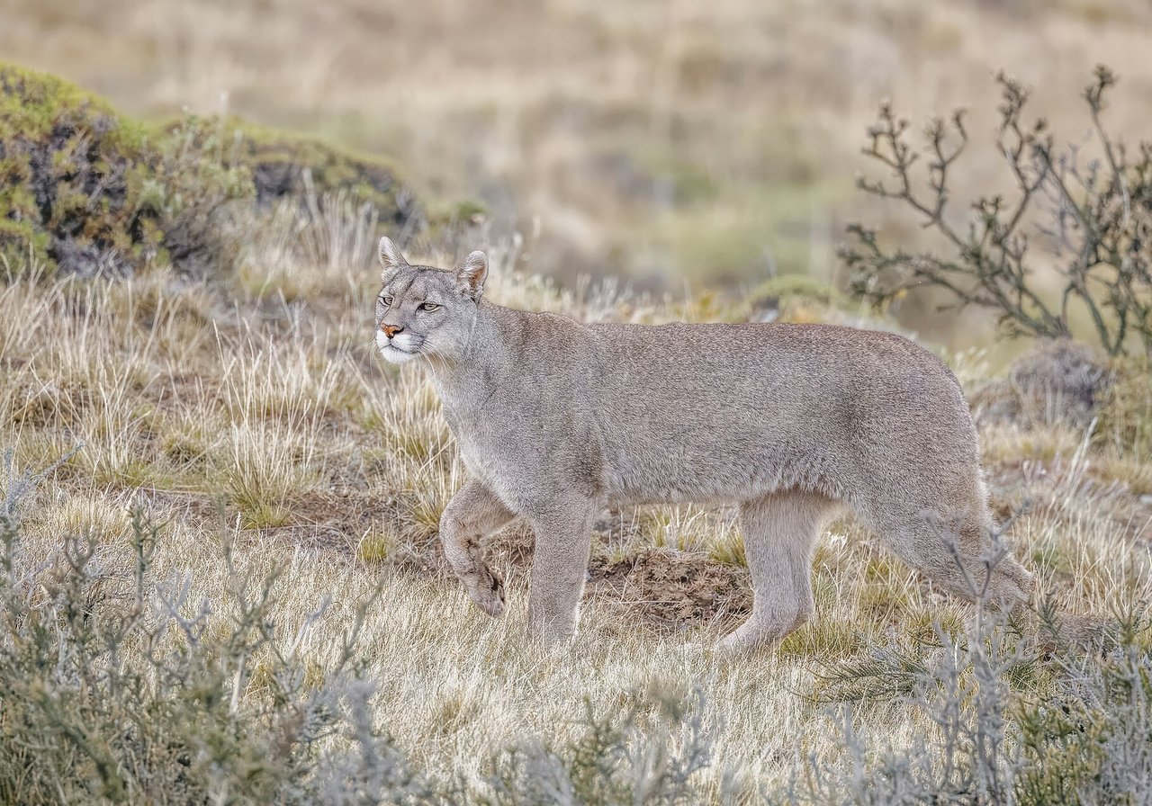 A tawny cougar with a long tail standing on a rocky outcrop in mountain scrubland, looking alertly across its territory.