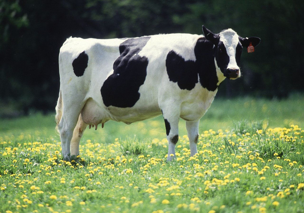 A brown-and-white dairy cow standing in a pasture with hedgerow shelter, udder visible and ears forward in calm daylight.