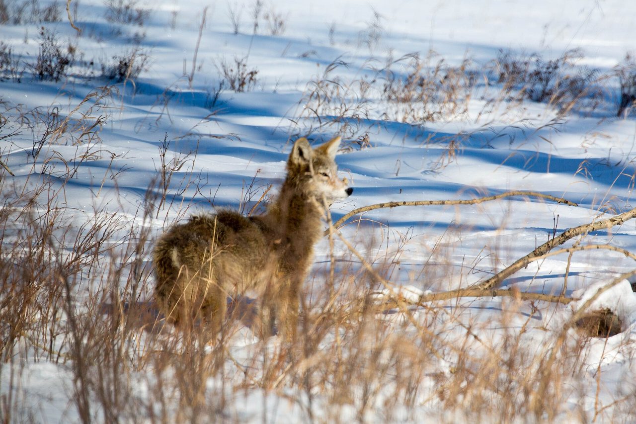 A coyote (Canis latrans) standing alert in a snowy winter landscape with dry grasses and shrubs, photographed in the wild.