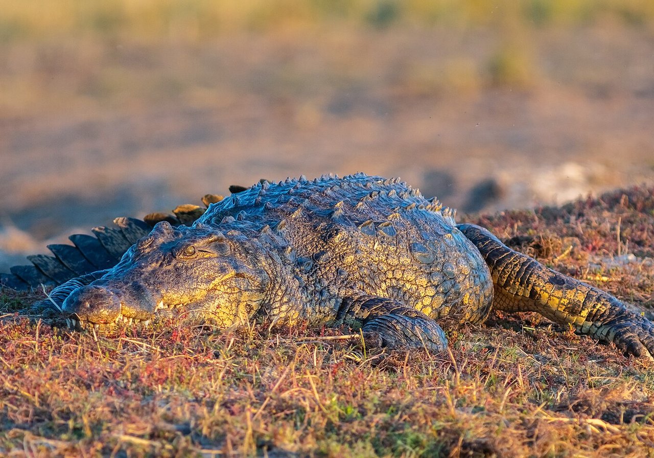 A saltwater crocodile resting at a muddy riverbank with jaws slightly open, eyes and nostrils above the waterline.