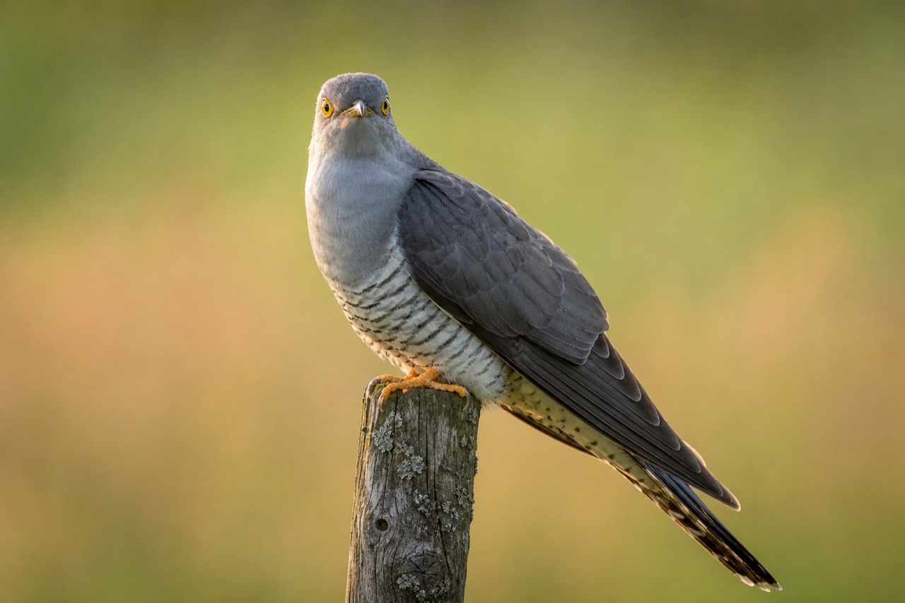 Common cuckoo with blue-grey plumage and barred breast perched on a farmland fence post in spring meadow