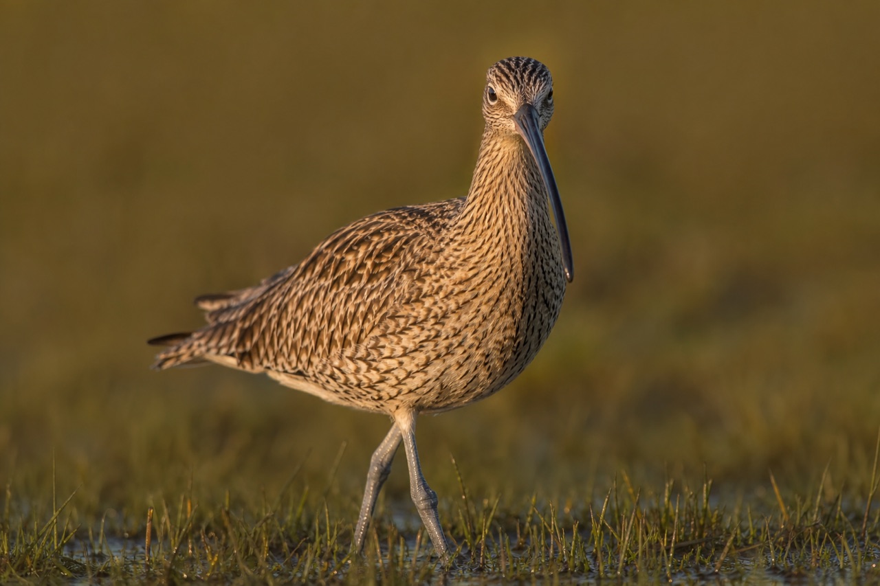 Eurasian curlew with long downcurved bill and mottled brown plumage standing on damp grassland moor under grey upland sky
