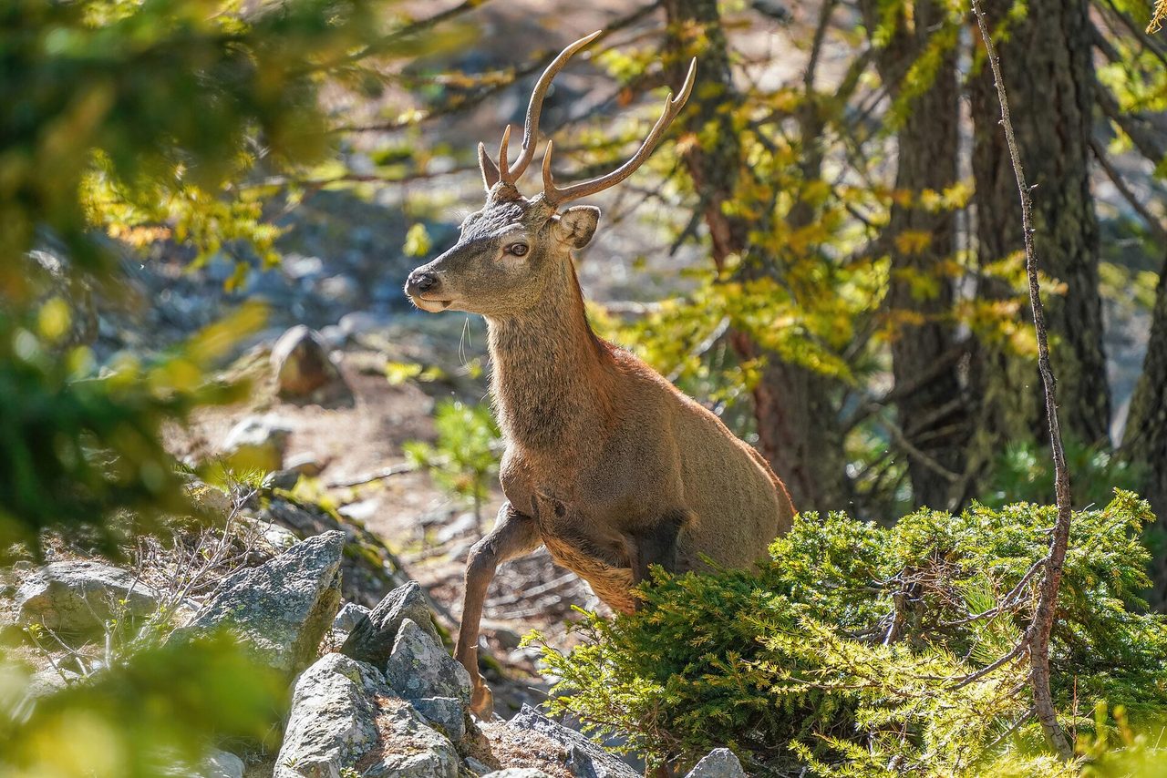 Deer — Père David's deer recovered from Extinct in the Wild through captive breeding