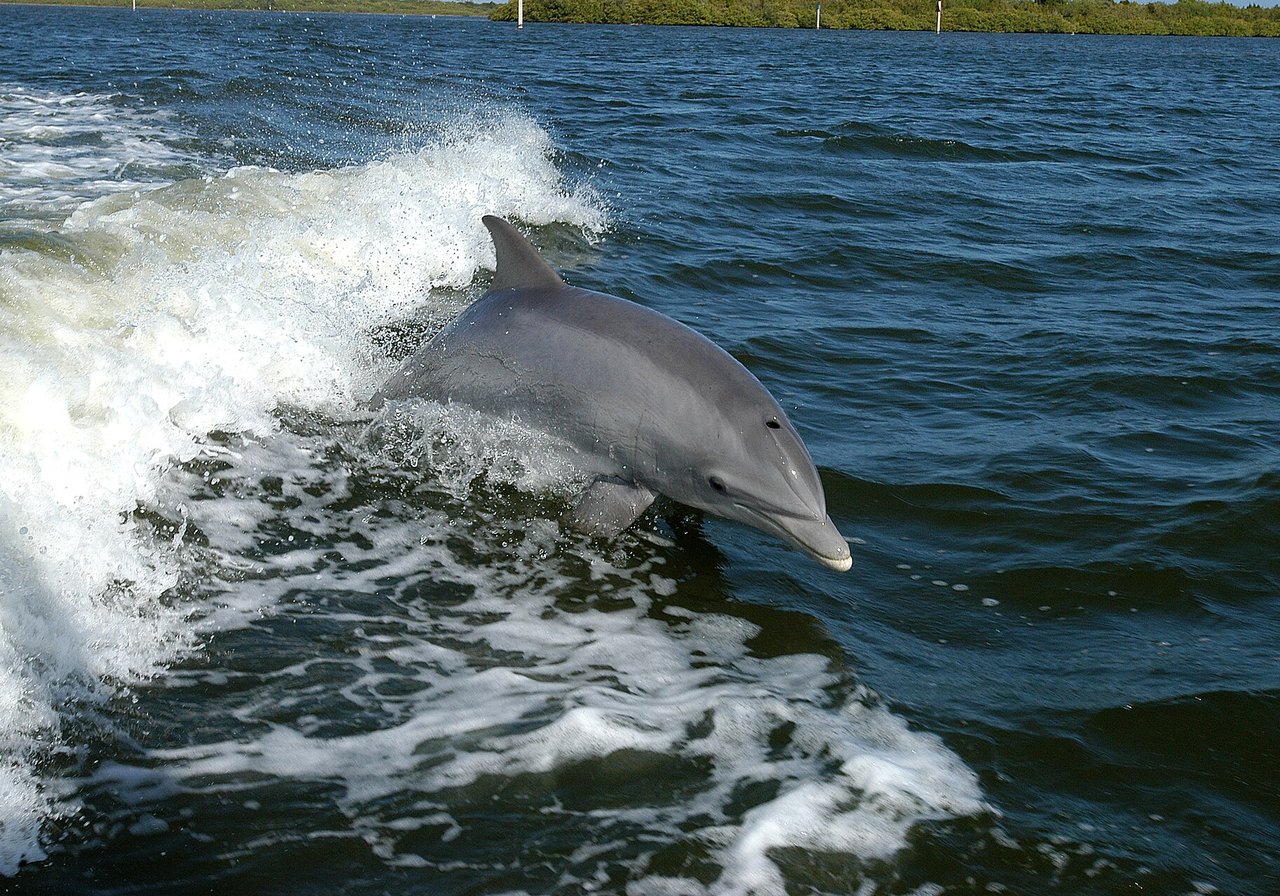 Bottlenose dolphin surfacing to breathe through its blowhole