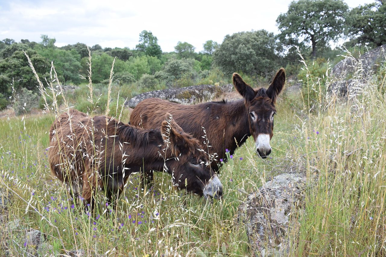 Two Zamorano domestic donkeys (Equus asinus) standing in tall wild grass and rocky scrubland near Aldea del Obispo, Salamanca, Spain, with oak woodland in the background.