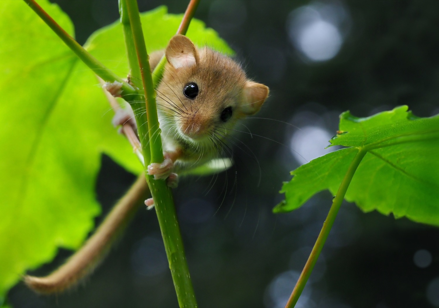 A small golden-brown hazel dormouse with large black eyes and a furry tail, curled among hazel leaves on a slender branch.