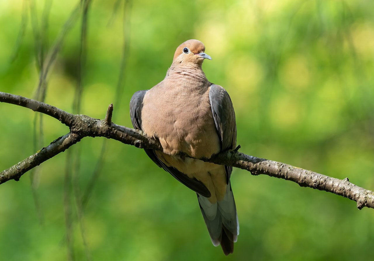 Dove — Socorro dove Extinct in the Wild on Mexican island