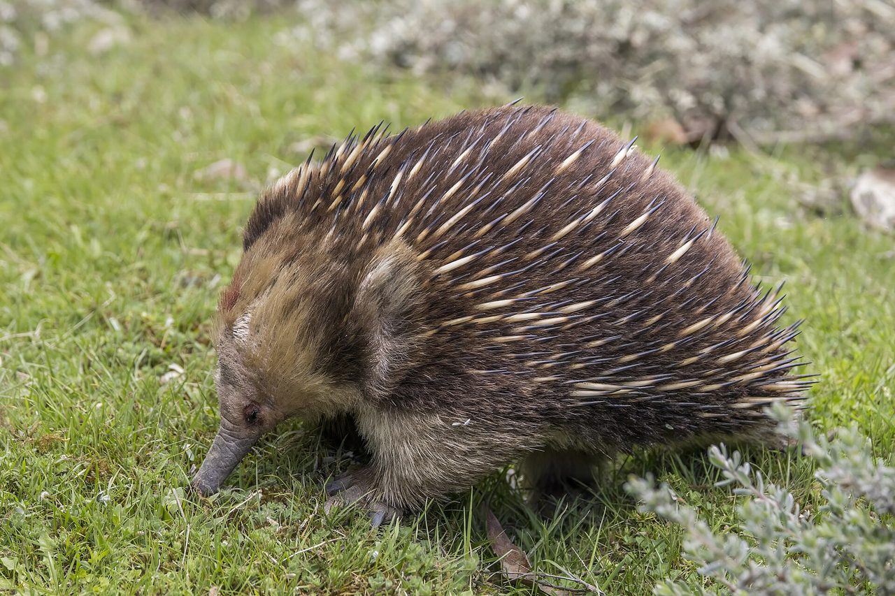 A short-beaked echidna (Tachyglossus aculeatus) walks across grass in natural habitat, showing its distinctive brown and cream spines, elongated snout, and compact body.