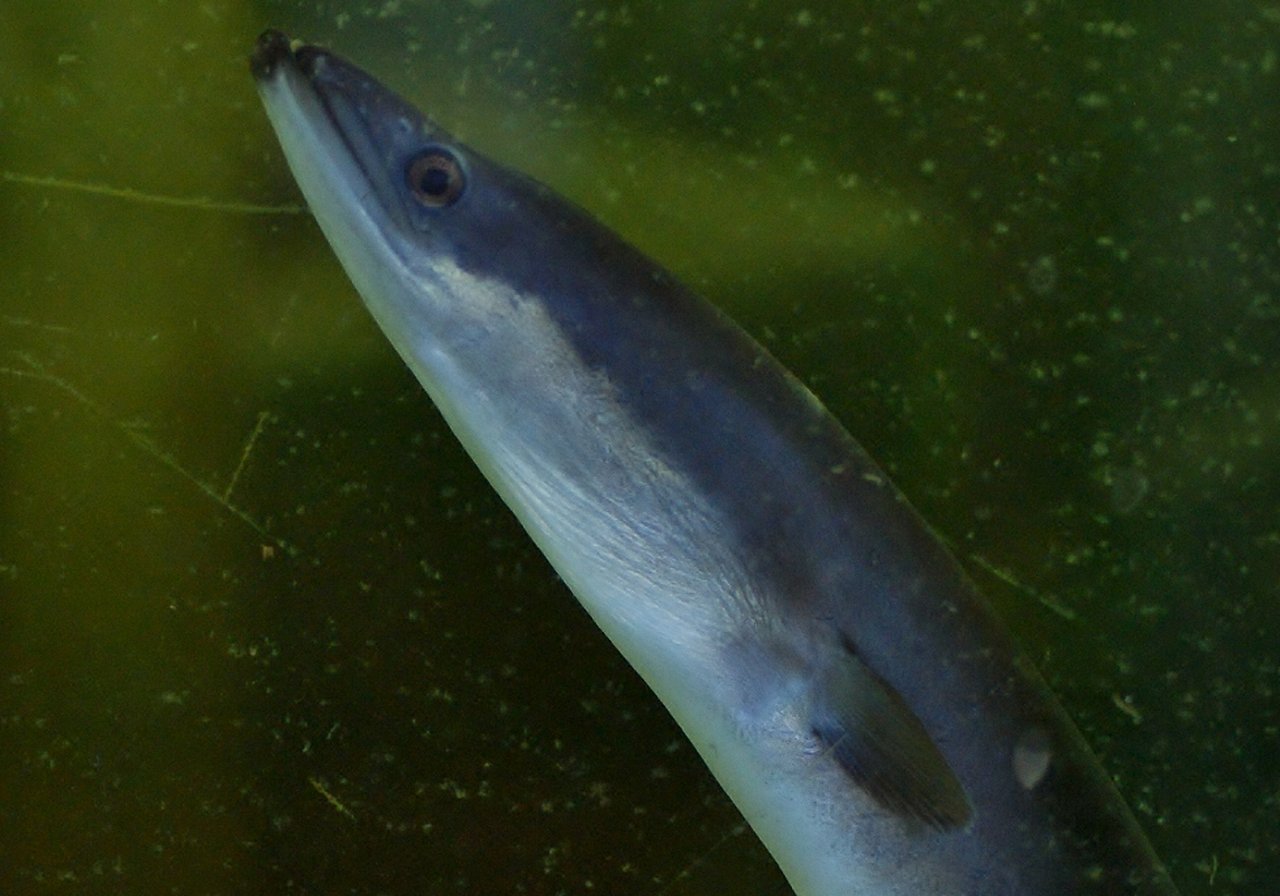 A European eel with a serpentine body and small pectoral fins gliding through clear freshwater over gravel and weed.