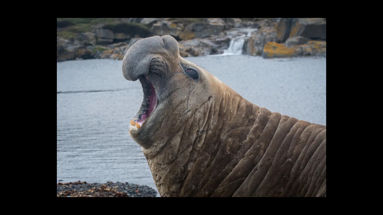 Male elephant seal on beach with trunk-like nose