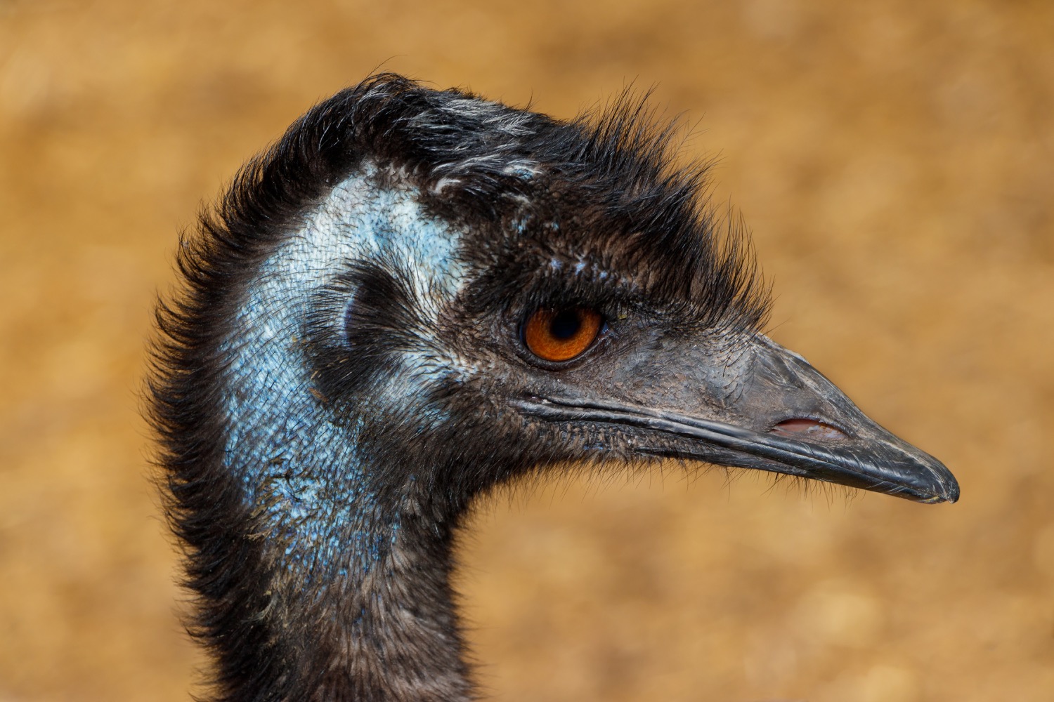 A tall, shaggy brown-feathered emu standing upright on long grey legs in open Australian grassland, its small head and slender neck raised, with bare blue-grey skin showing on the neck.
