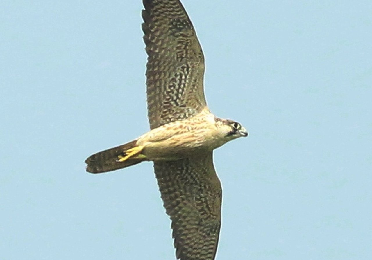 A peregrine falcon with blue-grey upperparts and a black moustache stripe stooping at speed against a cliff backdrop.