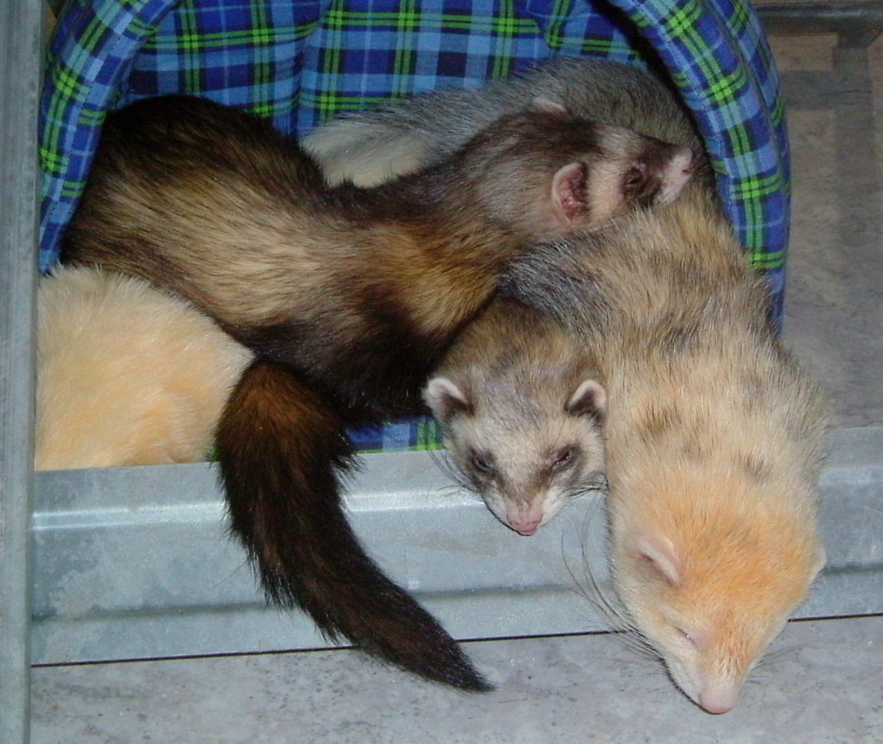 A creamy-white and brown sable ferret with a dark mask across its eyes, stretched out long and low on a wooden floor, looking alertly towards the camera.