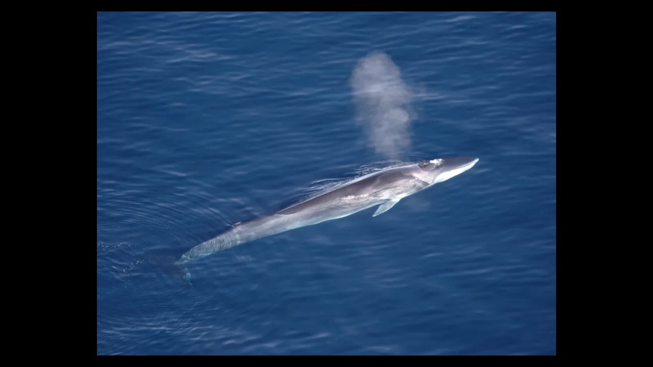 Fin whale surfacing with asymmetric jaw in cold ocean waters