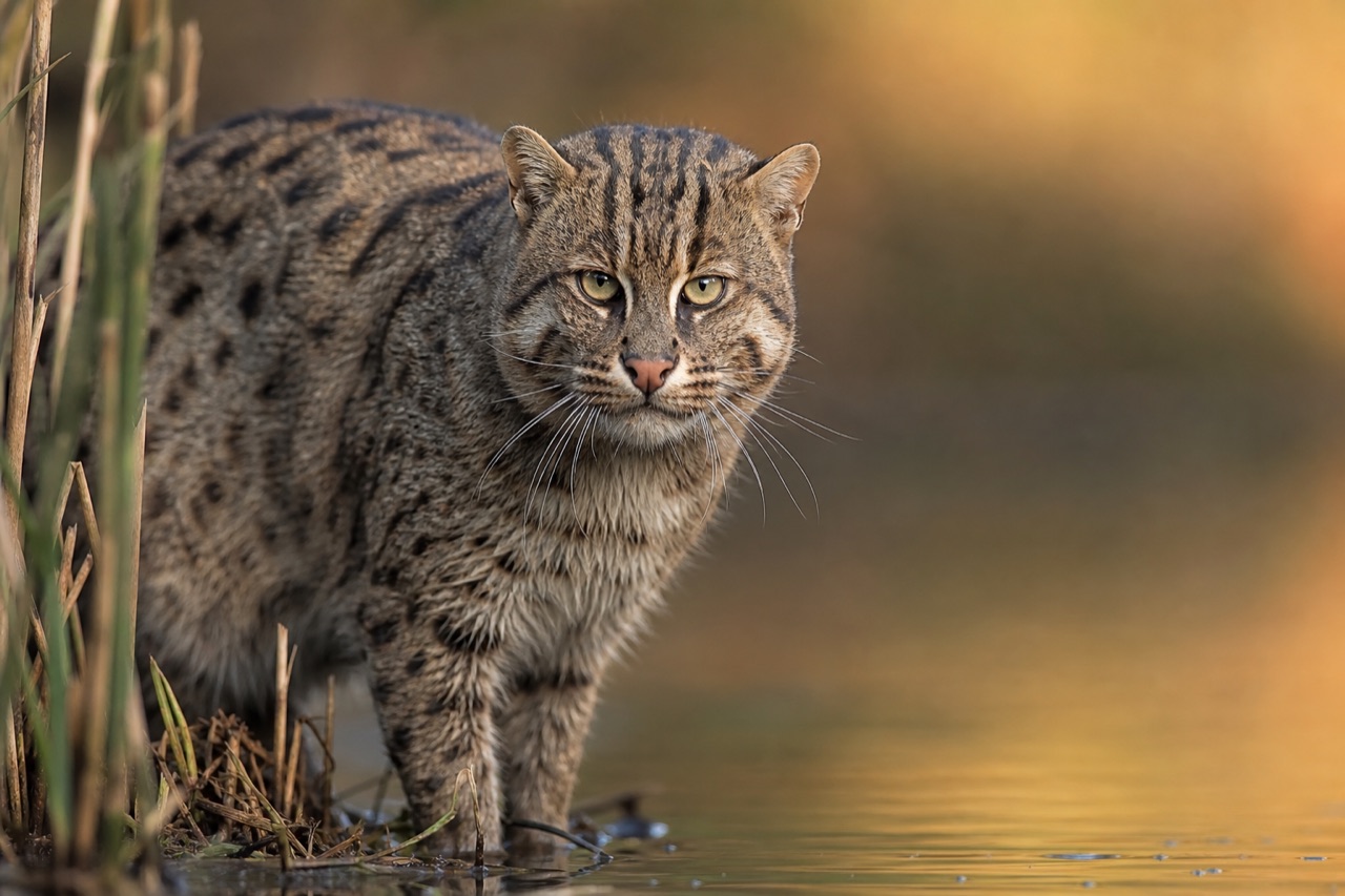 Fishing cat with olive-grey spotted coat standing at the edge of a mangrove wetland with one paw in shallow water