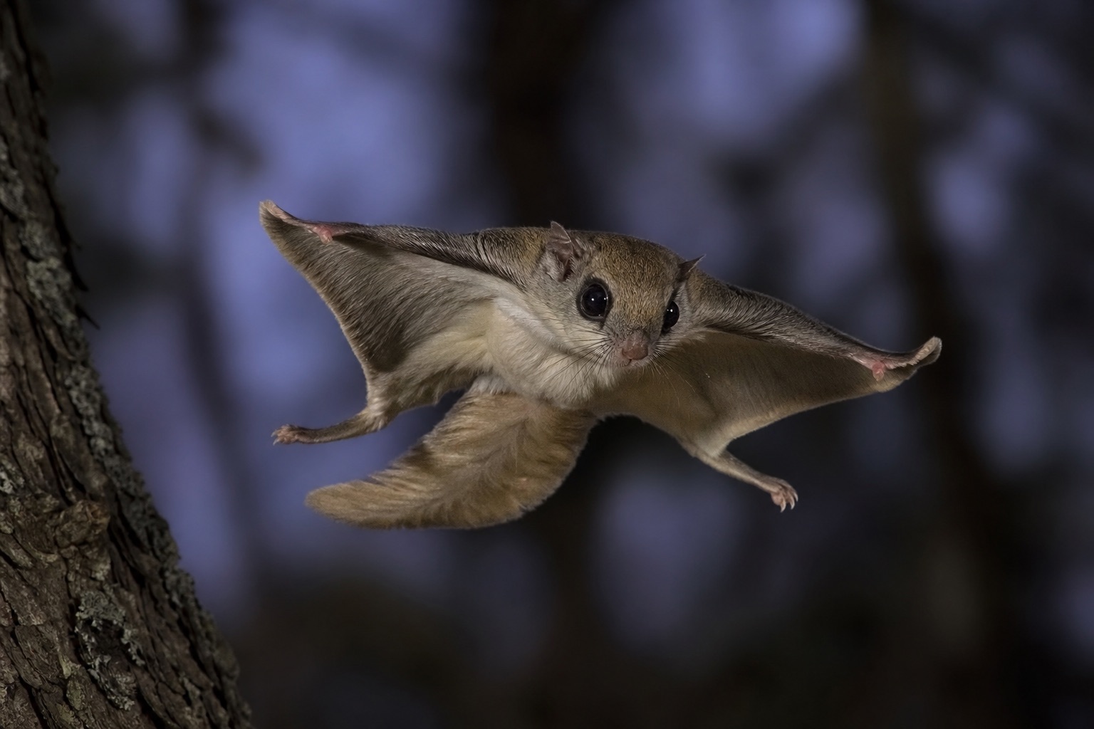 Southern flying squirrel with patagium stretched wide gliding between tree trunks in a deciduous forest at dusk