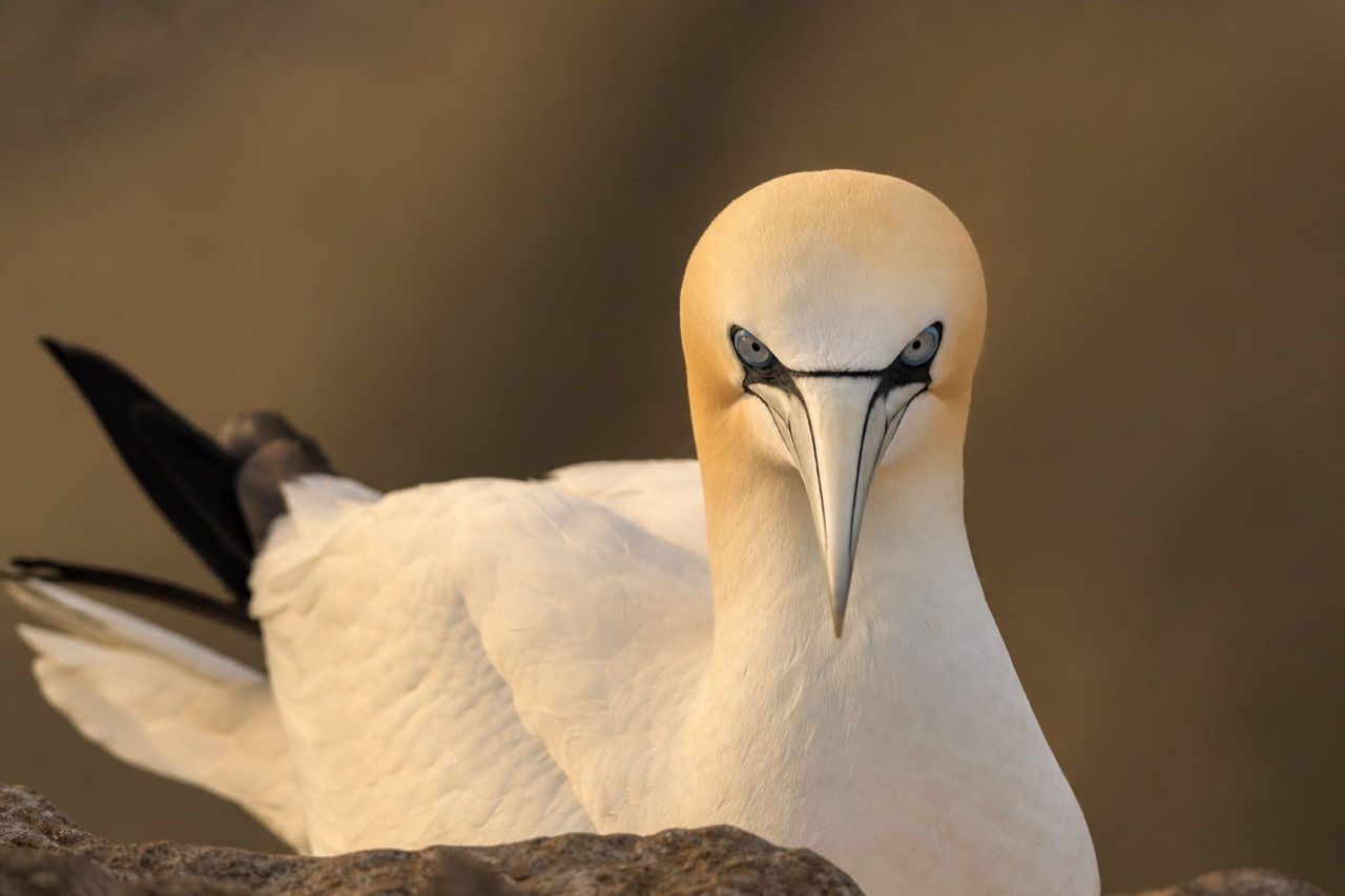 Northern gannet with white plumage, yellow head tint and black wing tips plunge-diving into blue sea water