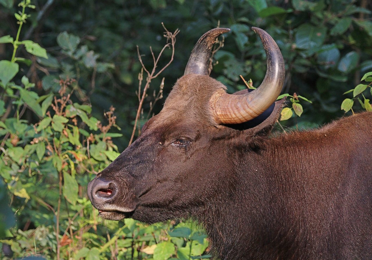 A gaur bull with a muscular dark body, white stockings and massive curved horns standing in Indian forest clearing.